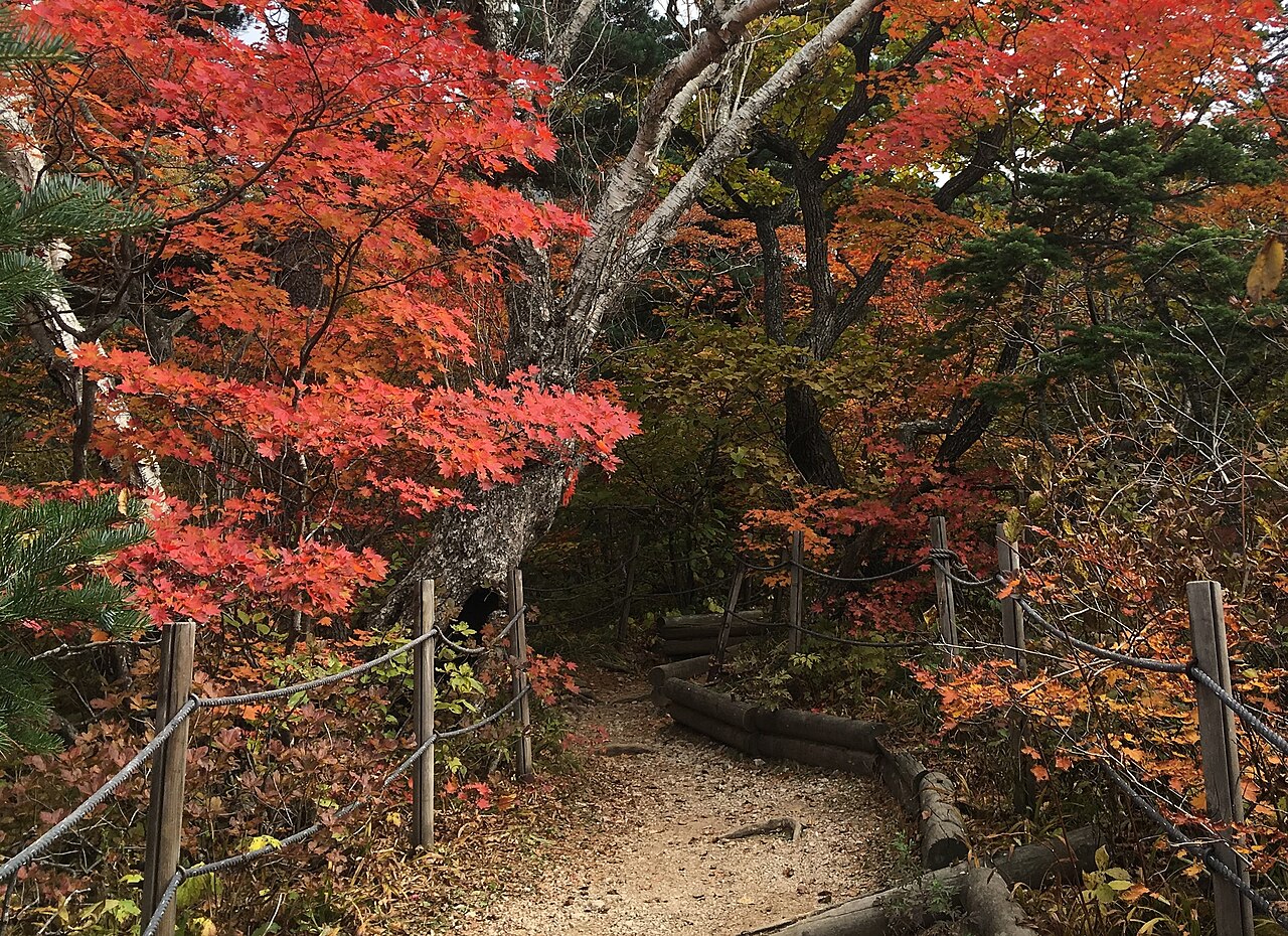 Dirt hiking path between rope fences under red and orange autumn maples in Seoraksan National Park