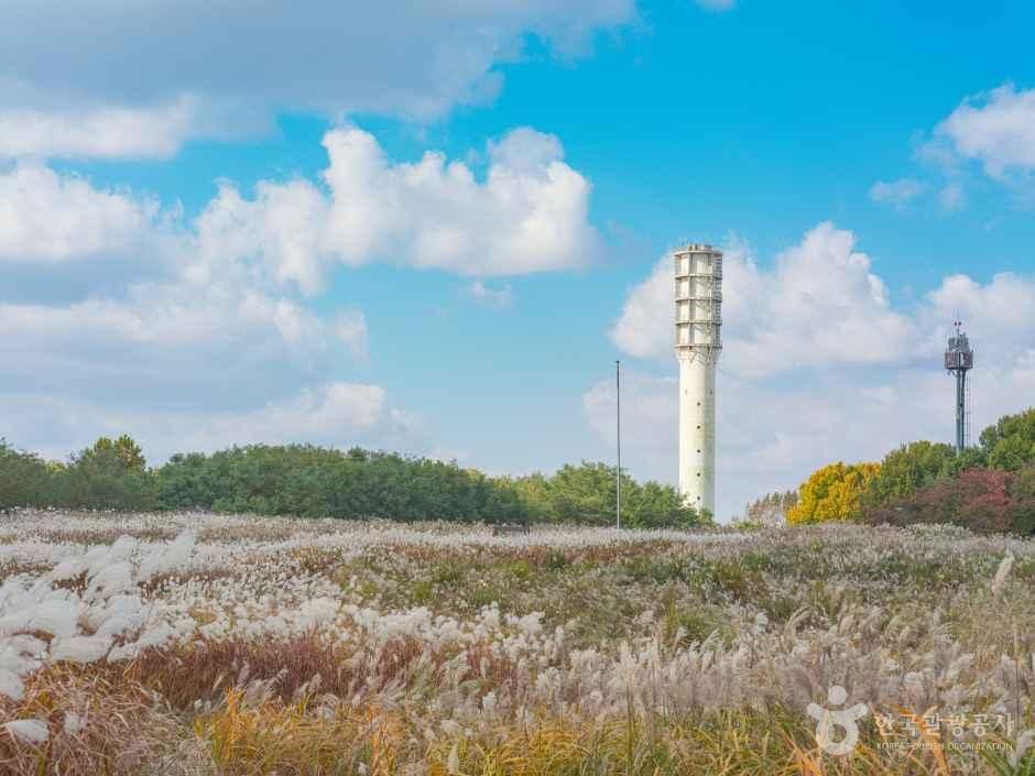 Field of white silver grass under a blue sky with clouds, a tall white tower and autumn trees behind it