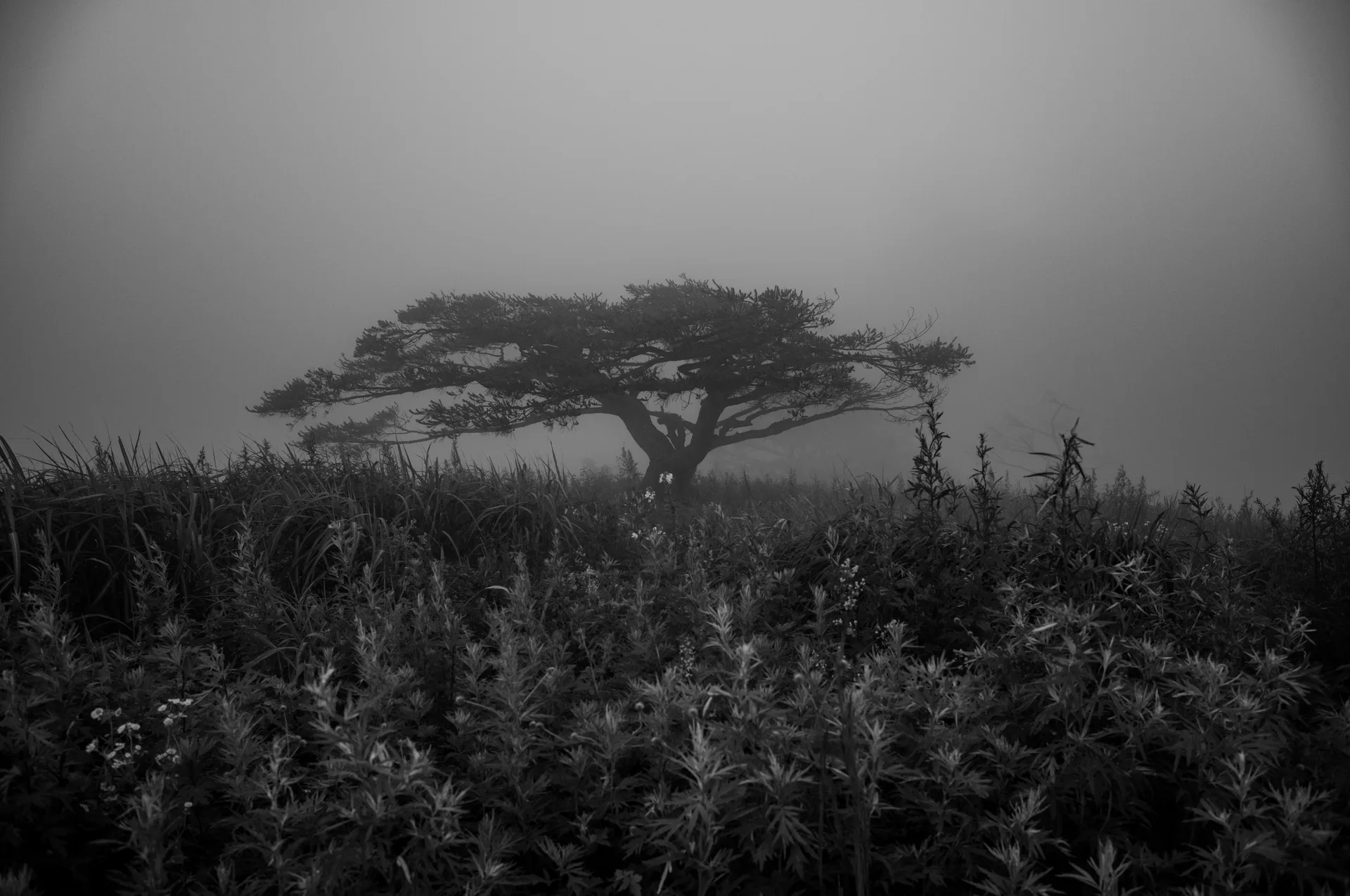 Mindungsan, a Treeless Ridge Wrapped in a Summer Sea of Clouds