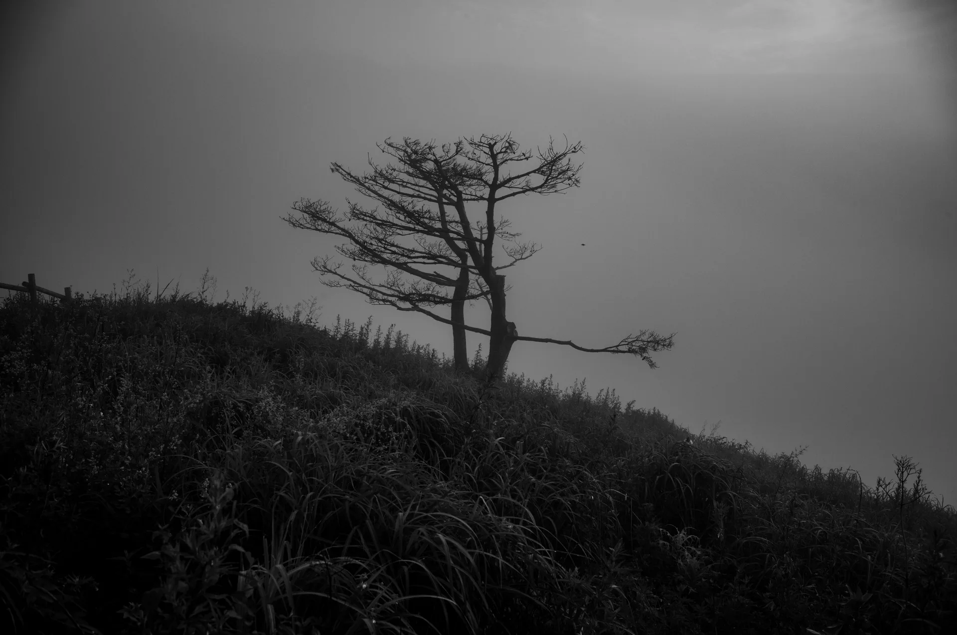 Mindungsan, a Treeless Ridge Wrapped in a Summer Sea of Clouds