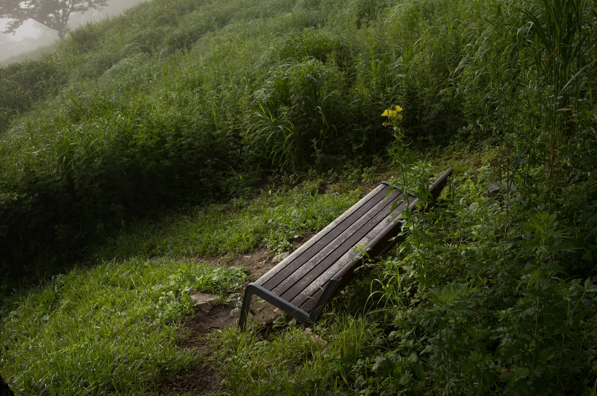 Mindungsan, a Treeless Ridge Wrapped in a Summer Sea of Clouds