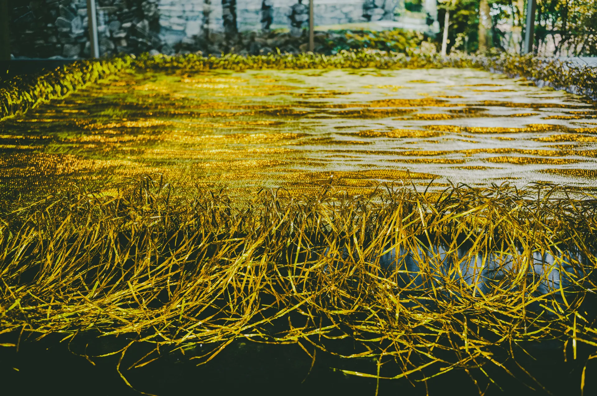Sunhyewon in September: Hanok, Gold and a Web of Glass